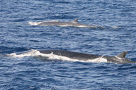 Campañas Thunnus: seguimiento de cetáceos durante la costera del bonito
